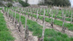 Of course I had to take pictures of the vineyard.