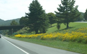Some wild flowers in North Carolina