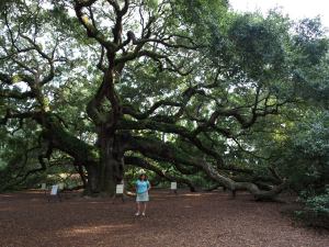 Outside of downtown Charleston is a tree called "Angel Oak". Nobody knows how old it is exactly. When I was a kid we could climb on it, now it is being supported and your not allowed on it.