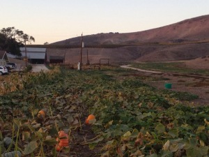 The big farm with pumpkins, corn, and grapevines.