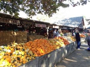 Squash and pumpkins at Avila Barns