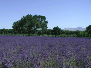 Lavender fields in Solvang, Ca.