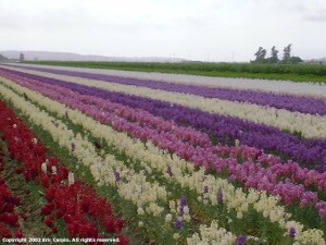 Lompoc flower fields. These flowers can start growing in the spring and you can see flower fields thru out the year. These flowers have a lovely fragrance. 