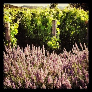 Vines and Lavender On Hwy 246